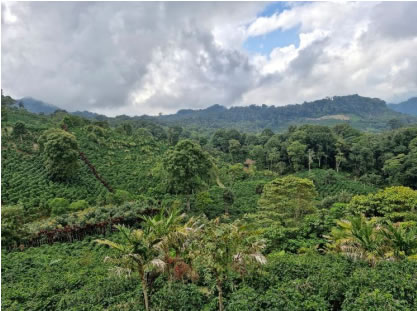 ホンジュラス　ラ・アグハ農園 【Honduras Cup Of Excellence 2025】