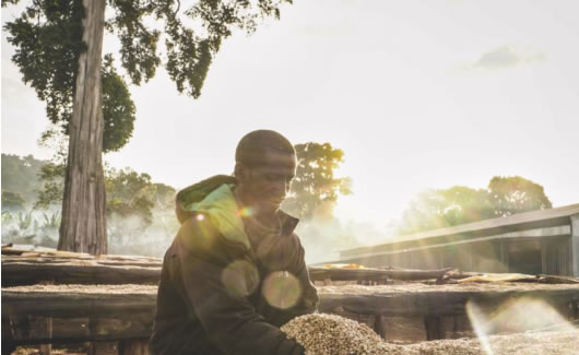 エチオピア　イリガチャフ アナエロビック G-1 ナチュラル