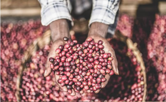 エチオピア　イリガチャフ アナエロビック G-1 ナチュラル